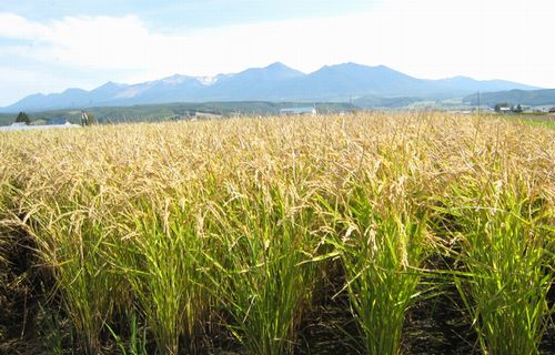 十勝岳連邦と稲穂