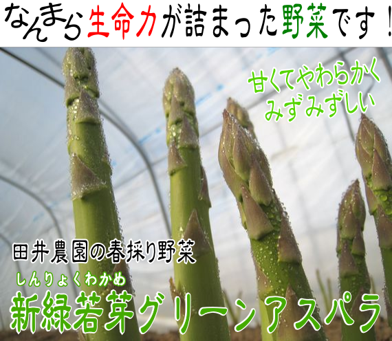 グリーンアスパラガス 北海道 富良野 野菜産地直送農家 アスパラ屋 田井農園