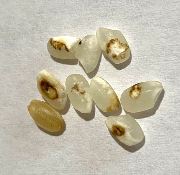 斑点米