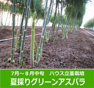 夏採りグリーンアスパラ